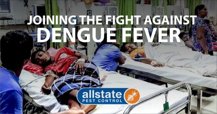 Joining The Fight Against Dengue Fever - Showcase SA